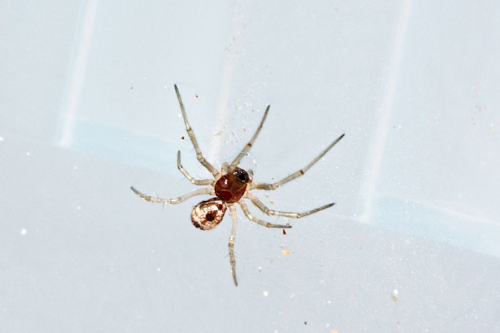 Theridiidae - Malta